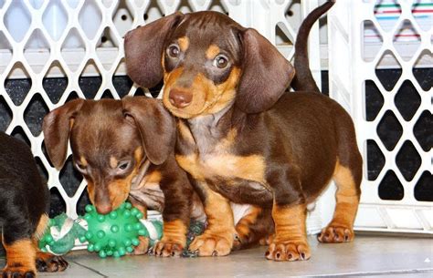 The dachshund, or wiener dog, is a lively, clever, & courageous dog that is generally good with children. Dachshund puppies price range. How much does a Dachshund cost?