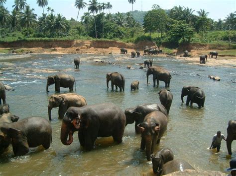 La Hora Del Baño De Los Elefantes En Pinnewela Sri Lanka Sri Lanka Bathing Travel