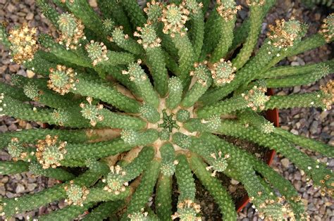 Euphorbia esculenta | Debra Lee Baldwin