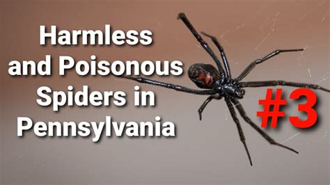 Harmless And Poisonous Spiders In Pennsylvania This One Is On Number