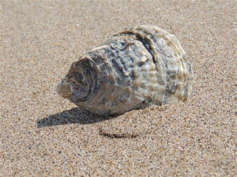 Free Images Beach Sand Ocean Vacation Shellfish Fauna Shell Invertebrate Seashell