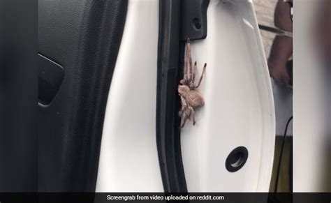 Australian Huntsman Spider Car