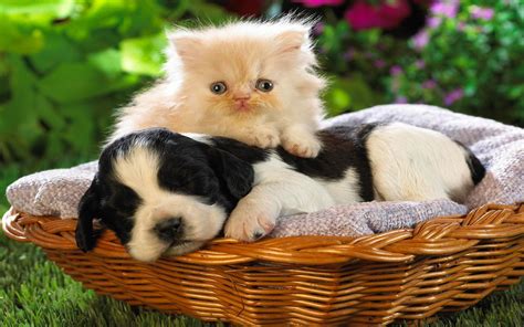 Download the perfect puppies and kittens pictures. Cats and Dogs Wallpaper ·① WallpaperTag