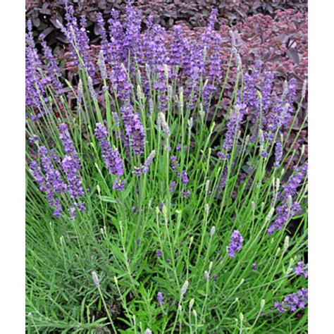 Lavender Augustifolia English Lavender For Sale Online Plants Australia