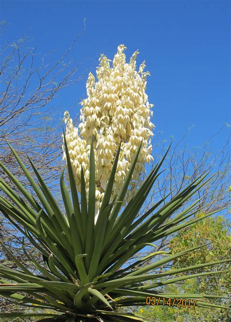 Desert Botanical Gardenphoenix Arizonaphoto Jill Thompson Desert