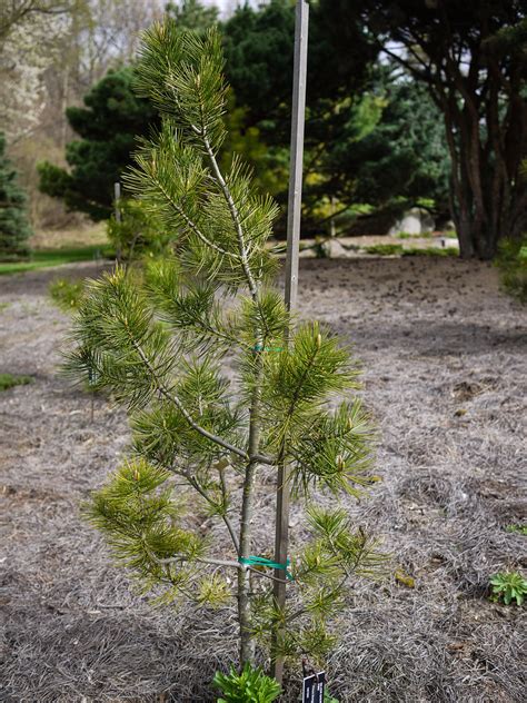 Pinus Bungeana Silver Ghost Lacebark Pine Pltd 2009 Flickr