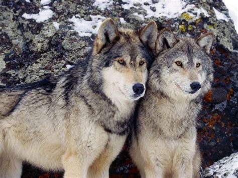 Appeals Court Lifts Gray Wolf Protections In Wyoming Npr Wyoming