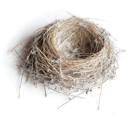 Collection Of Empty Nest Png Pluspng