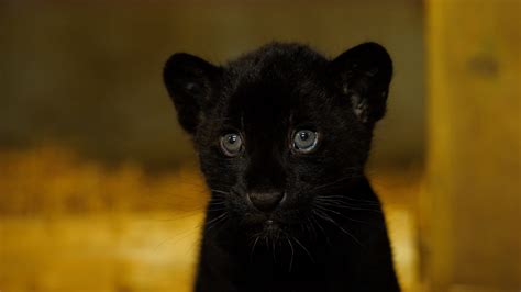 Rare Black Jaguar Cub Born At The Big Cat Sanctuary The Big Cat Sanctuary