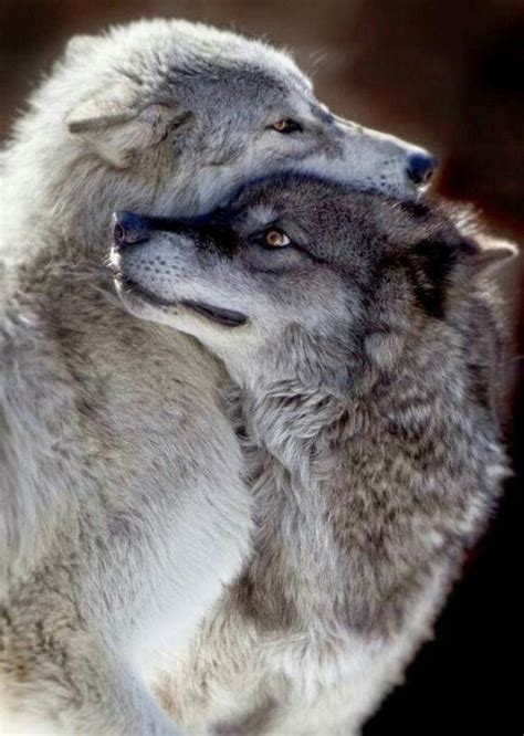 The Female Covers The Male Neck To Protect Him In Case Of A Fight Động Vật Wolf Rừng