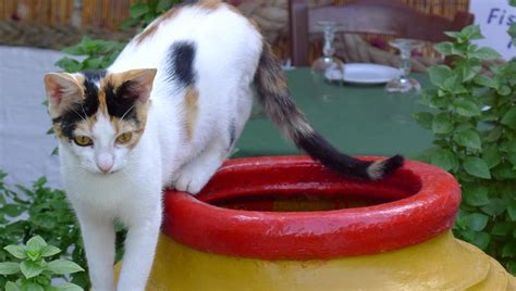 Aegean Cat Breed Pictures Characteristics And Facts
