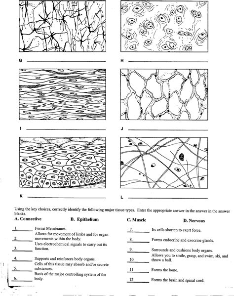 Tissues Worksheets Answers Biology Worksheet Tissue Types Human Tissue