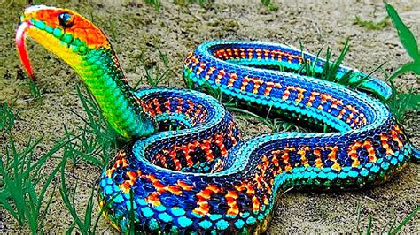 13 Rarest Snakes In The World Youtube