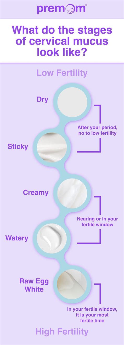 Stages Of Cervical Mucus While Trying To Conceive Cervical Mucus