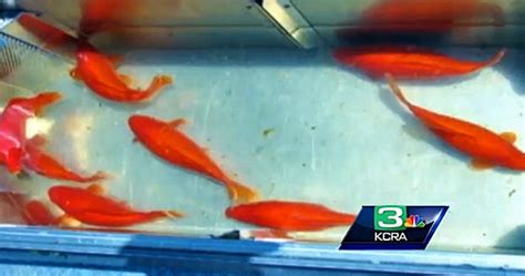 Gigantic Goldfish Are Taking Over Lake Tahoe Business Insider