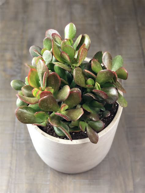 Jade plants young and old should receive at least four to six hours of sunlight daily, but keep the plant safe from direct rays of sunlight. How to Care for a Jade Plant - Natalie Linda