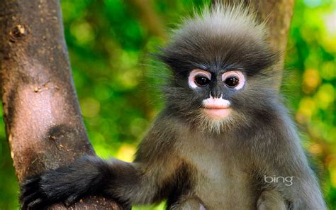 Cute Monkey Papel De Parede Hd Plano De Fundo 1920x1200