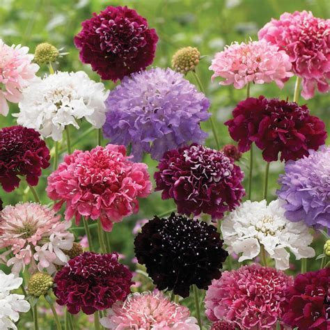 Mixed Knauti Scabiosa Pincushion Flowers Red Pink Lavender 100