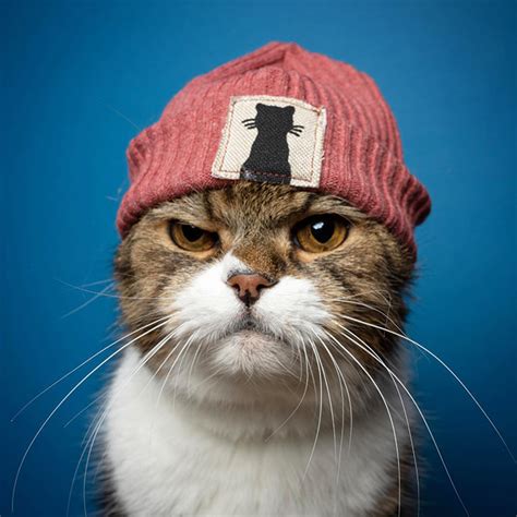 Funny Cat Portraits By Catographer Nils Jacobi