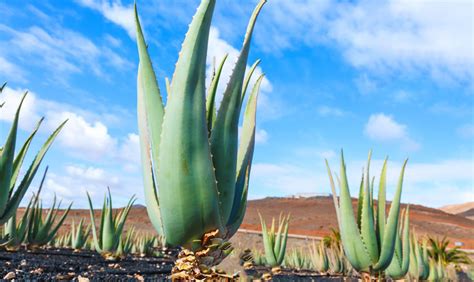 First off, aloe vera is a really easy plant to care for. Aloe Vera - Care, Growing, Watering, Requirements ...