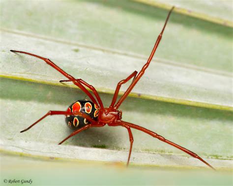 Latrodectus Bishopi Bugguidenet