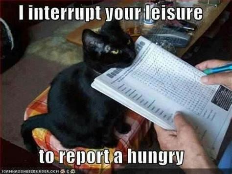 Hungry Black Cat Meme Funny Animal Pictures Cute Animals Funny Cats