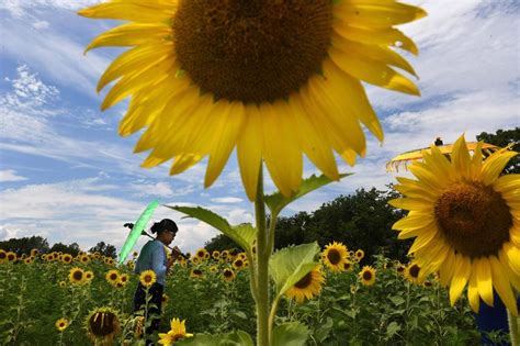 Watch A Sunflower Dance In The Sun Now Scientists Know How Its Done
