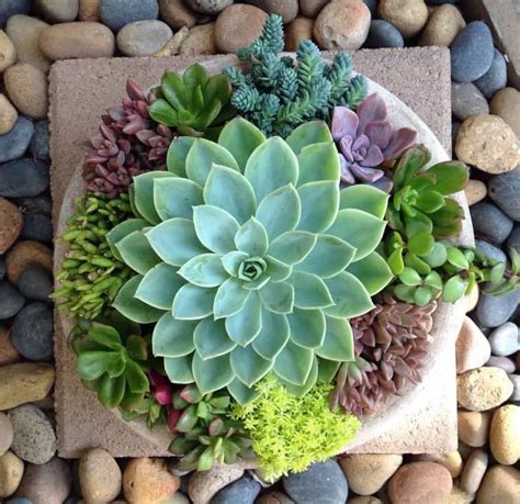 Indoor Succulent Dish Garden Ideas Types Of Succulent Plant