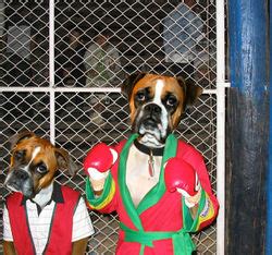 Colors are fawn, brindled, or white, with or without white markings. Boxer (Hund) - Stupidedia