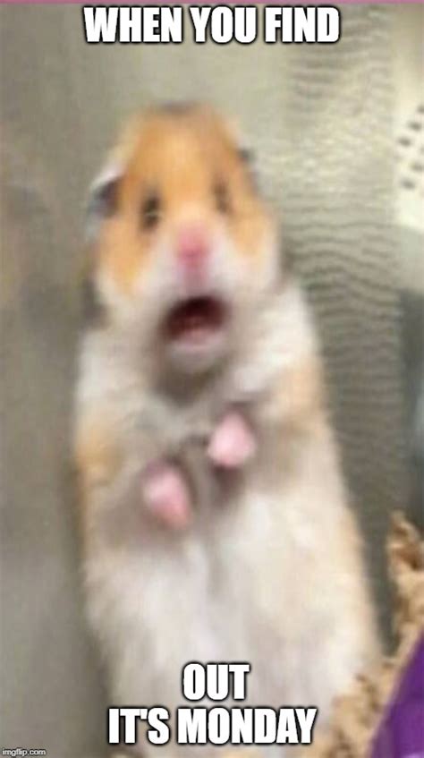 Image Tagged In Hamster Meme Imgflip