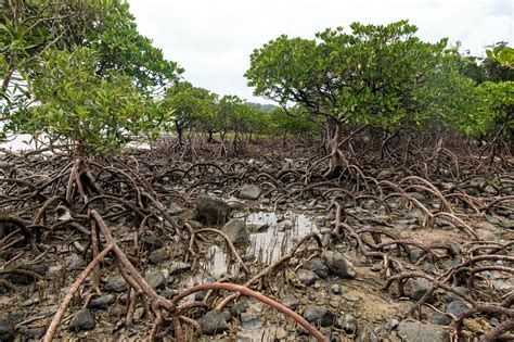 Benefits Of Mangroves Flood Protection — The Leaf Charity