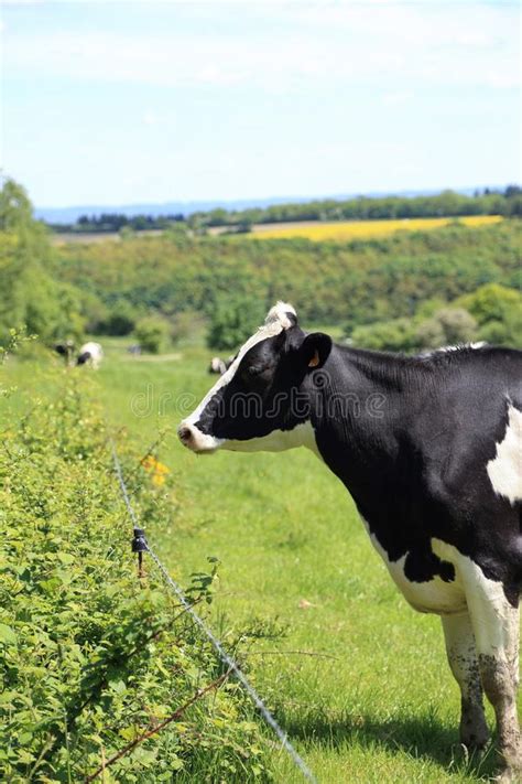 Black And White Cow Standing In A Meadow Next To A Fence Stock Image