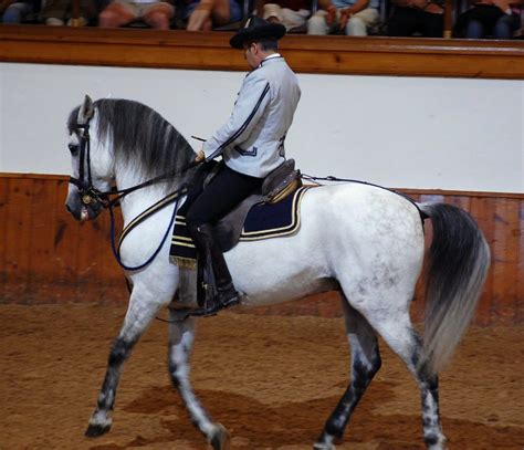 Maybe you would like to learn more about one of these? Andalusian Horses For Sale