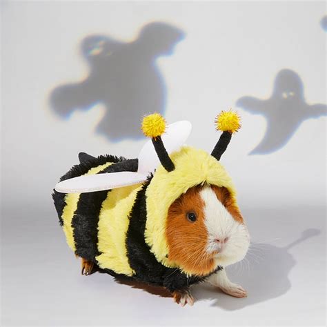 The Best Guinea Pig Costumes For Halloween Bechewy