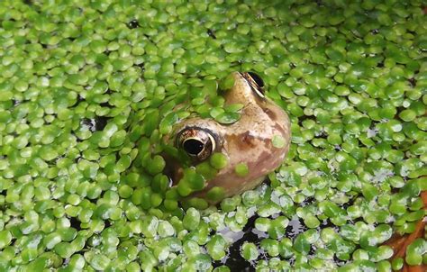 Frogs And Froglets Frogs And Froglets Neil Adams Flickr