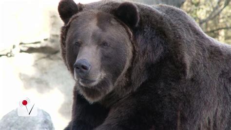 Grizzly Bear Kills Biker Near Glacier National Park Aol News