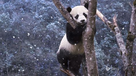 Cute Panda Bing Theme Wallpaper Preview