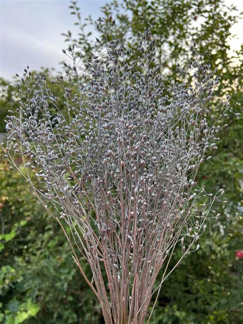 2040g Silver Dried Flower Dried Linum Natural Bunchdried Etsy