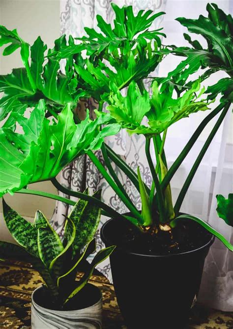 My 5 Favorite House Plants Home In The Finger Lakes