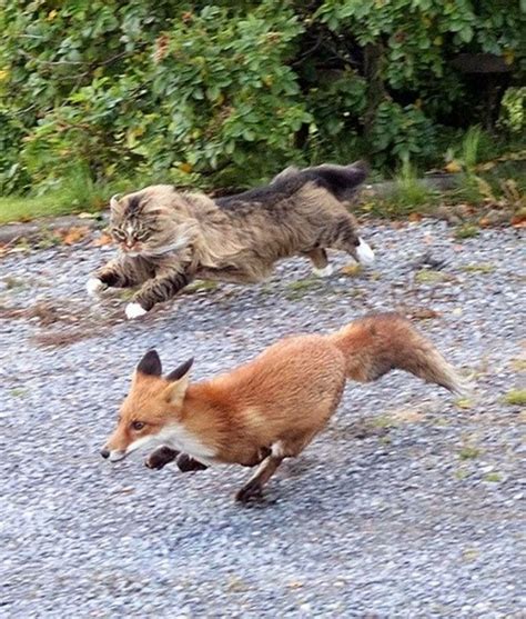 A Norwegian Forest Cat Chasing A Fox Animals And Pets Funny Animals
