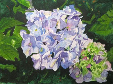 Hydrangea Hydrangea Bush Hydrangea Watercolor Paintings