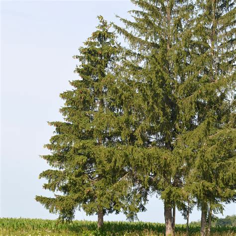 White Spruce Ontarioca