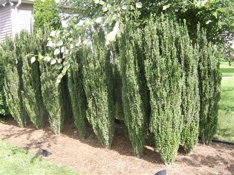 When planting your living screen, do not plant in a straight line. Nashville Skypencil Holly Privacy Screen