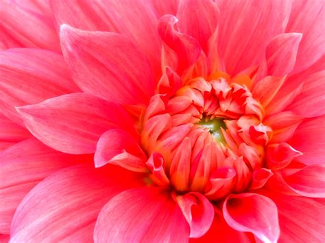 20 Dahlia Wallpapers Hd Download Free Backgrounds