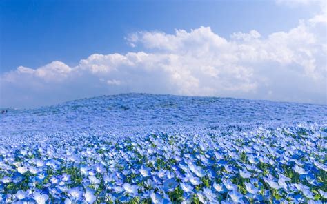 Field Full With Blue Flowers Wonderful Nature Wallpaper Hd Wallpapers
