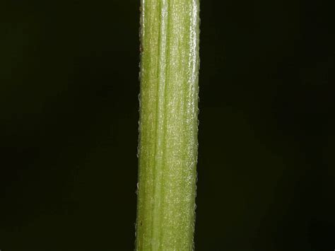 Lamium Galeobdolon Yellow Henbit Go Botany