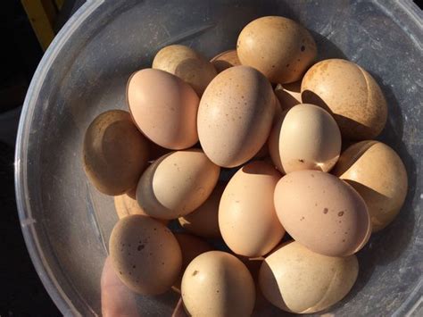 Fertile Pure Standard Cochin Chicken Eggs For Hatching For Sale In
