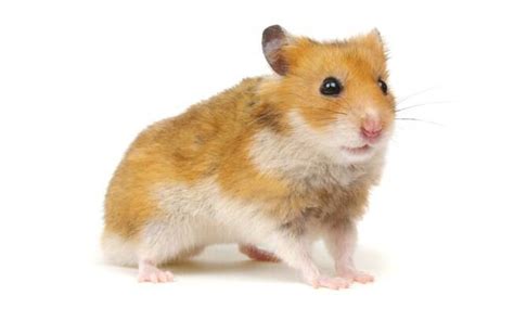 Conheça As Diferentes Raças De Hamster Que Existem No Brasil O Bom Da