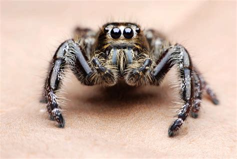 Why Do Spiders Have 8 Eyes Knockout Pest Control