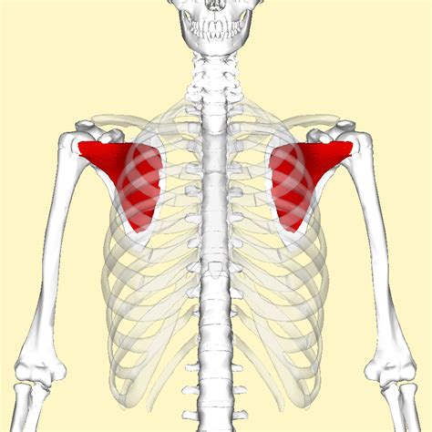 Filesubscapularis Muscle Frontalpng Wikimedia Commons